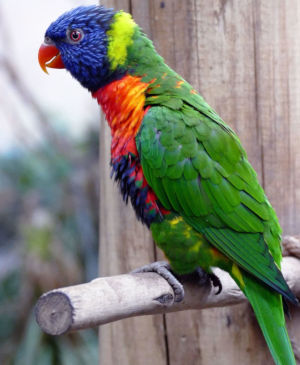 Swap Puzzle “Parrot Rainbow Lorikeet”