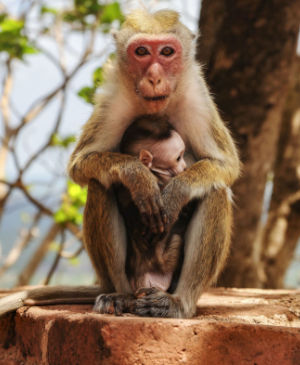 Swap Puzzle “Bonnet macaque”