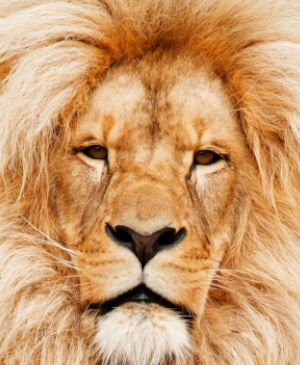 Swap Puzzle “Lion”