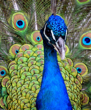 Swap Puzzle “Peacock”