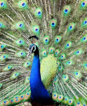 Swap puzzle “Peacock”