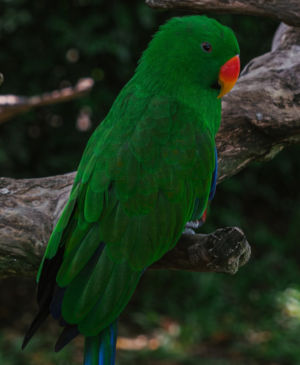 Swap Puzzle «Зеленый попугай»