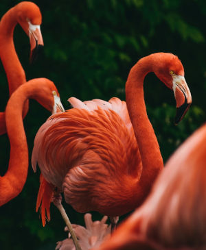 Swap puzzle “pink flamingos”